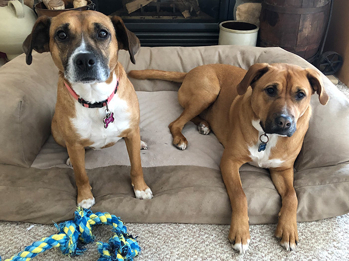 Photo of Dog