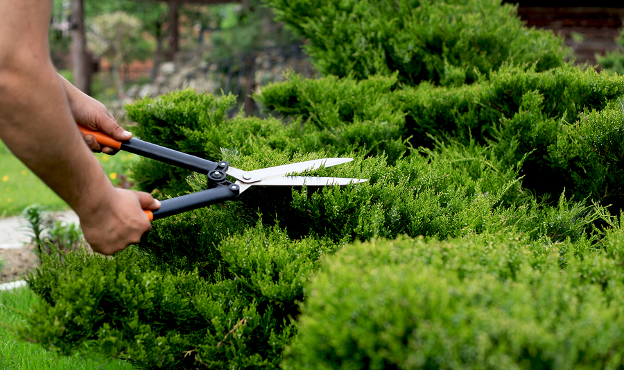 Pruning Tips for Healthier Shrubs and Bushes