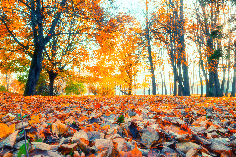 Sunny Autumn morning with orange and yellow leaves all over the ground and on trees.