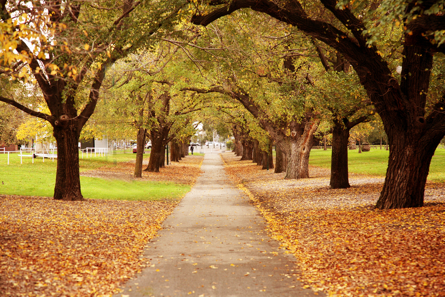 Tree lined street full of Autumn leaves.
