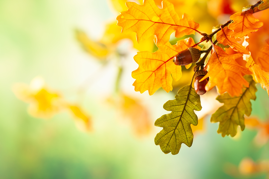 Oak wilt can harm your trees and spread to other oak trees near by.