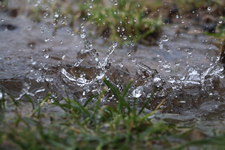 Rain falling in a puddle in the lawn.
