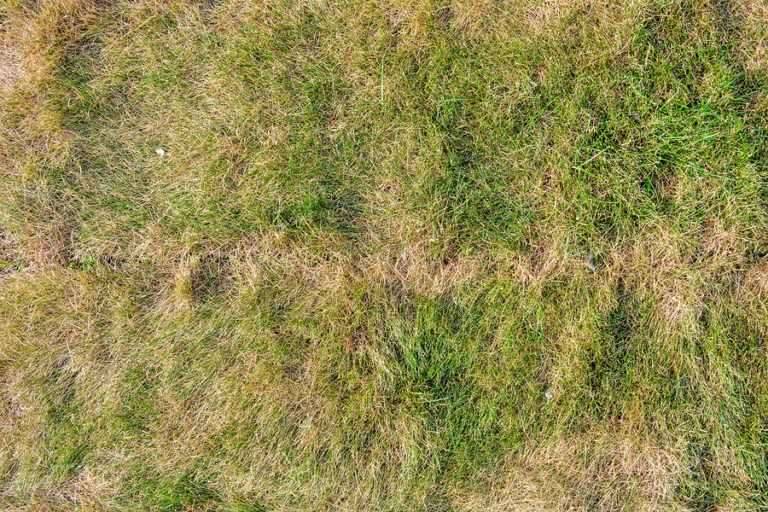 magicavoxel dead grass magicavoxel dead grass