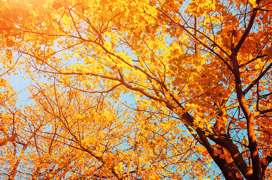 Autumn trees - orange autumn trees tops against blue sky. Autumn nature view of autumn trees on a sunny day.