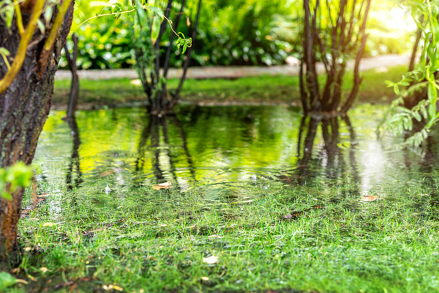 Garden bushes, tree and green grass lawn covered with water due to snow melting thaw and flash high water at spring.