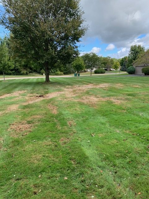 Armyworms Can Wreak Havoc on Ann Arbor Area Lawns Post Thumbnail