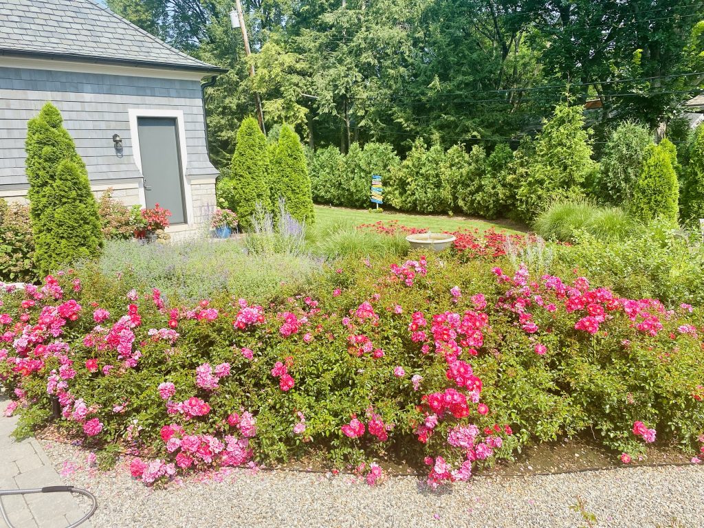 pink flowering bushes