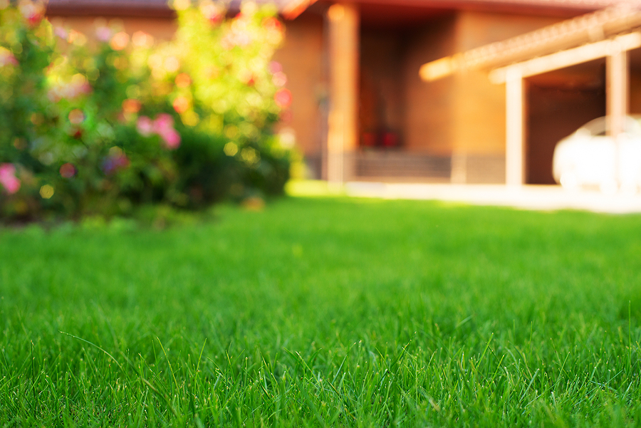 Close up photo of a very healthy residential lawn.