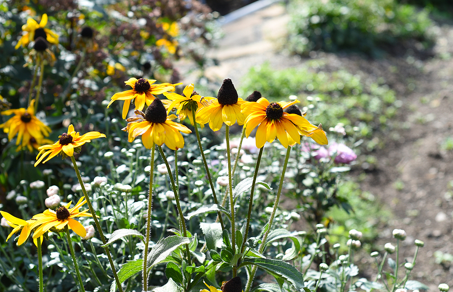 Rudbeckia hirta, commonly called black-eyed Susan flower