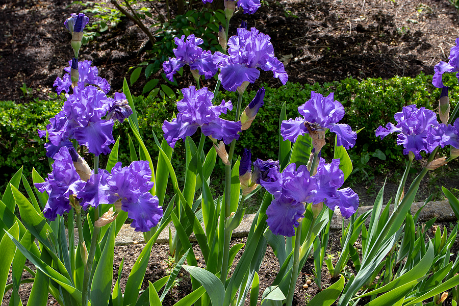 Bearded iris cultivar flowers with blue standards, falls and beard.
