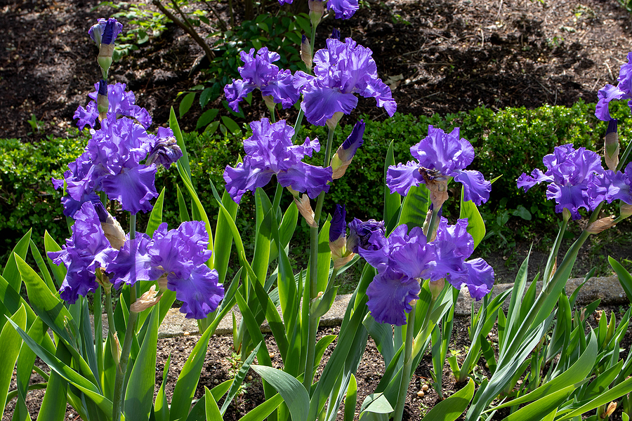 Expert Tips for Planting and Growing Iris in Michigan Post Thumbnail