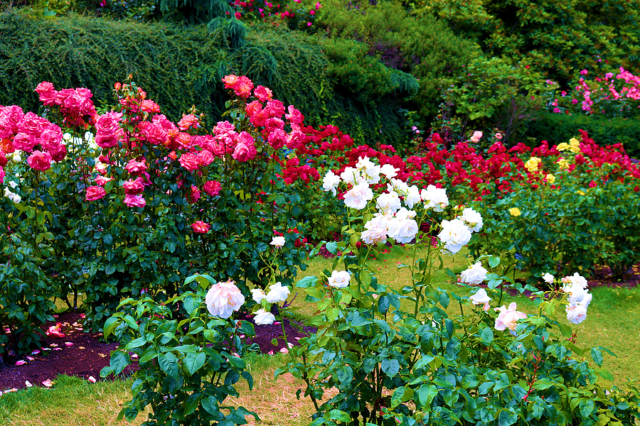 Lush plant hedge besides rose plant flowers taken in an elegant garden in a residential yard