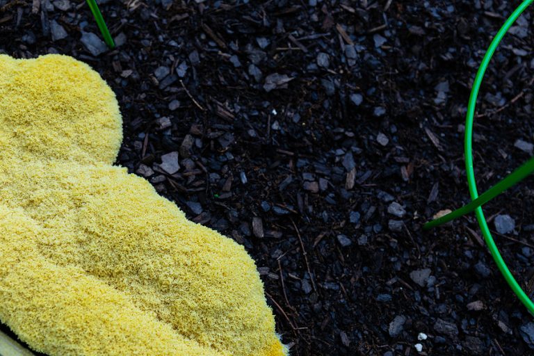 Why is There Mold in Your Mulch and What Can You Do About It?