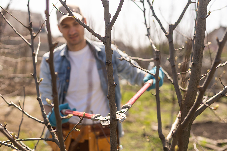 Landscape contractor pruning fruit trees with pruning shears.