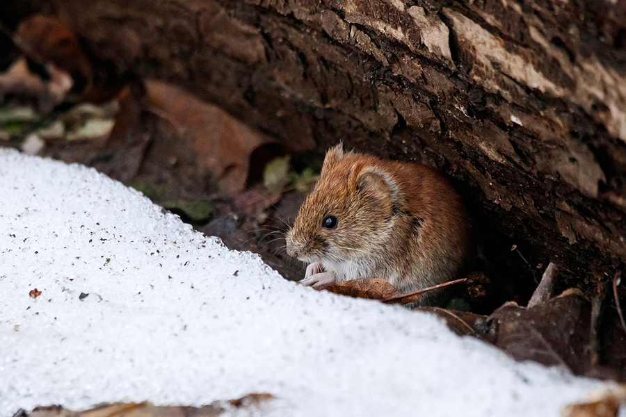 Keeping Your Growing Spaces Pest and Critter Free This Winter Post Thumbnail