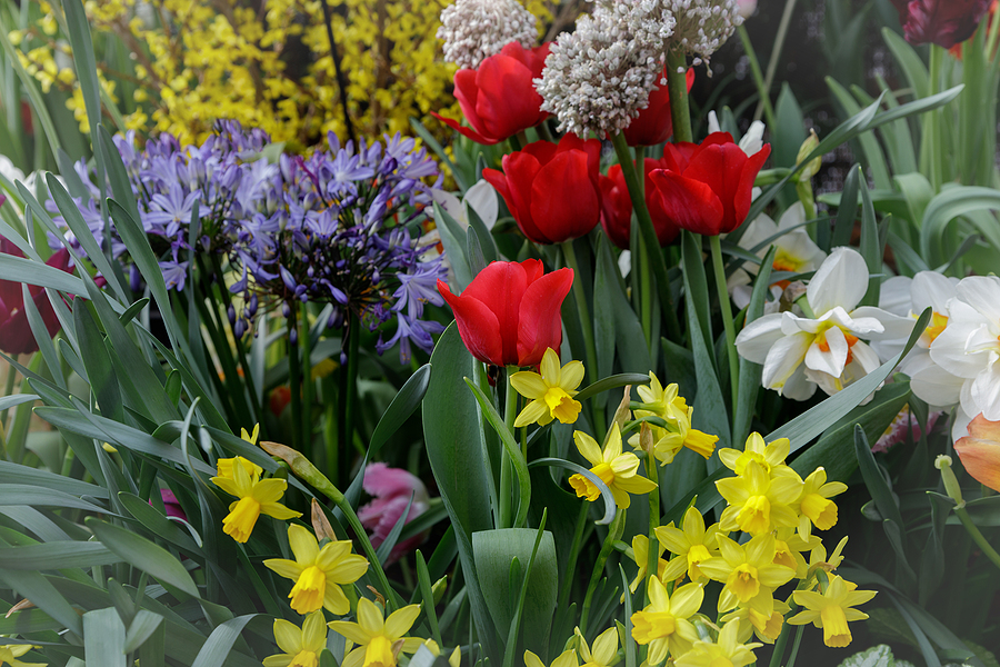 The Ultimate Guide to Layering Your Flower Bulbs Post Thumbnail