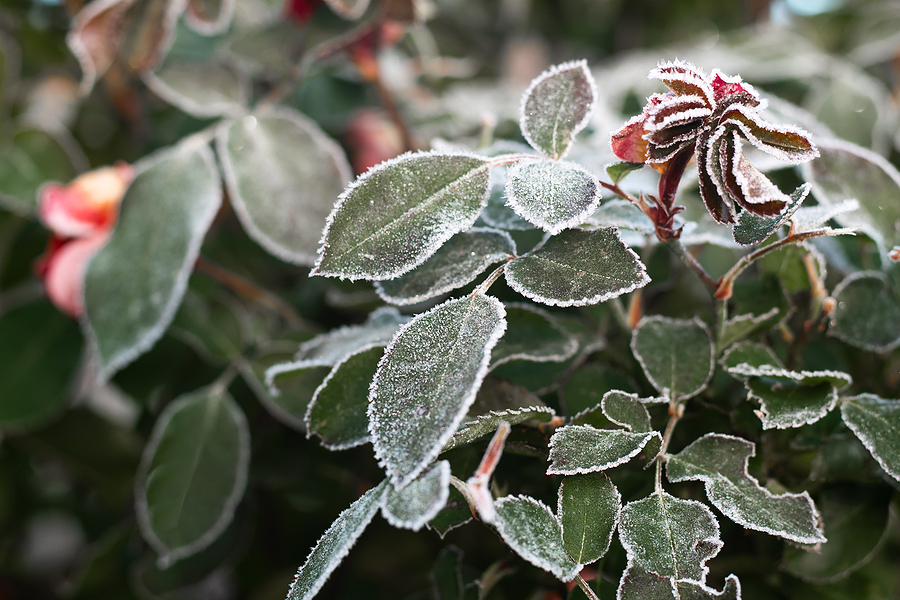 Frost on leaves of a rose bush.