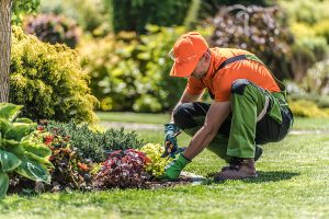 Male professional landscaper wearing an orange shirt, green gardening overalls, and gardening gloves pruning plants in a garden bed.