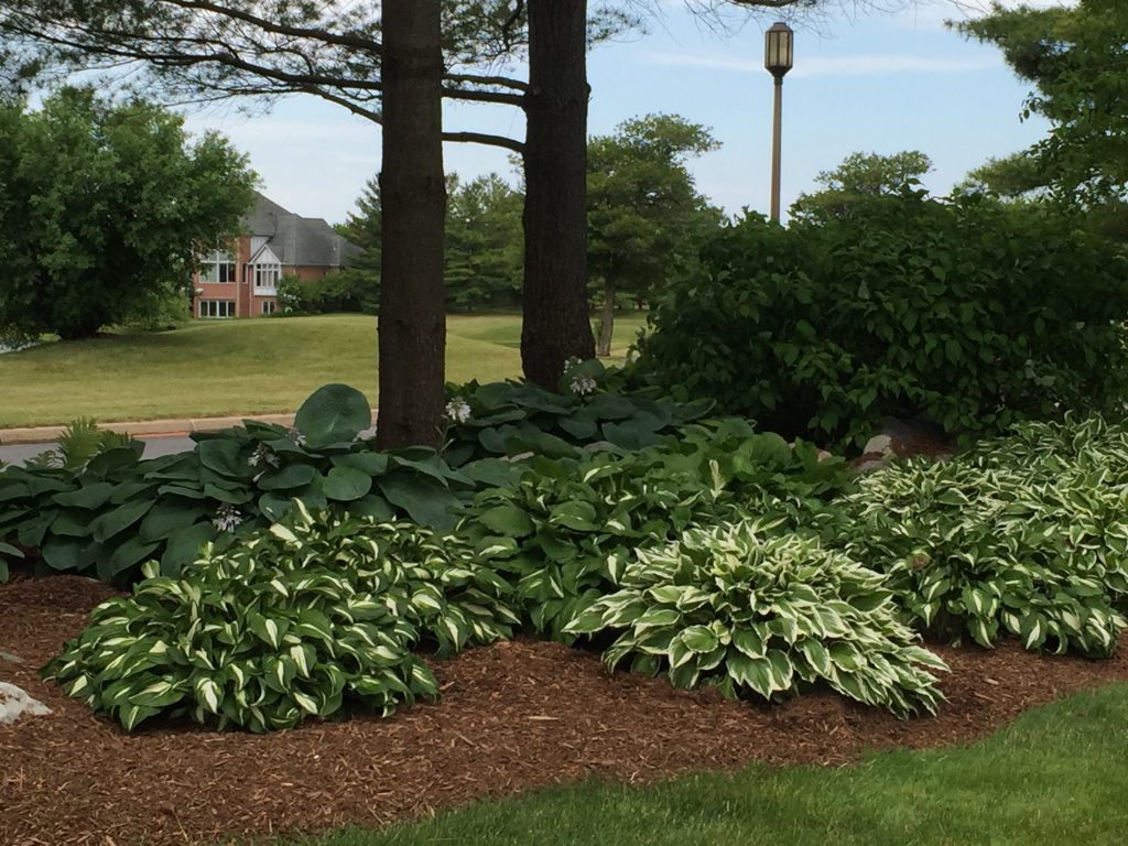 mulched-area-as-a-part-of-a-landscape-maintenace-program