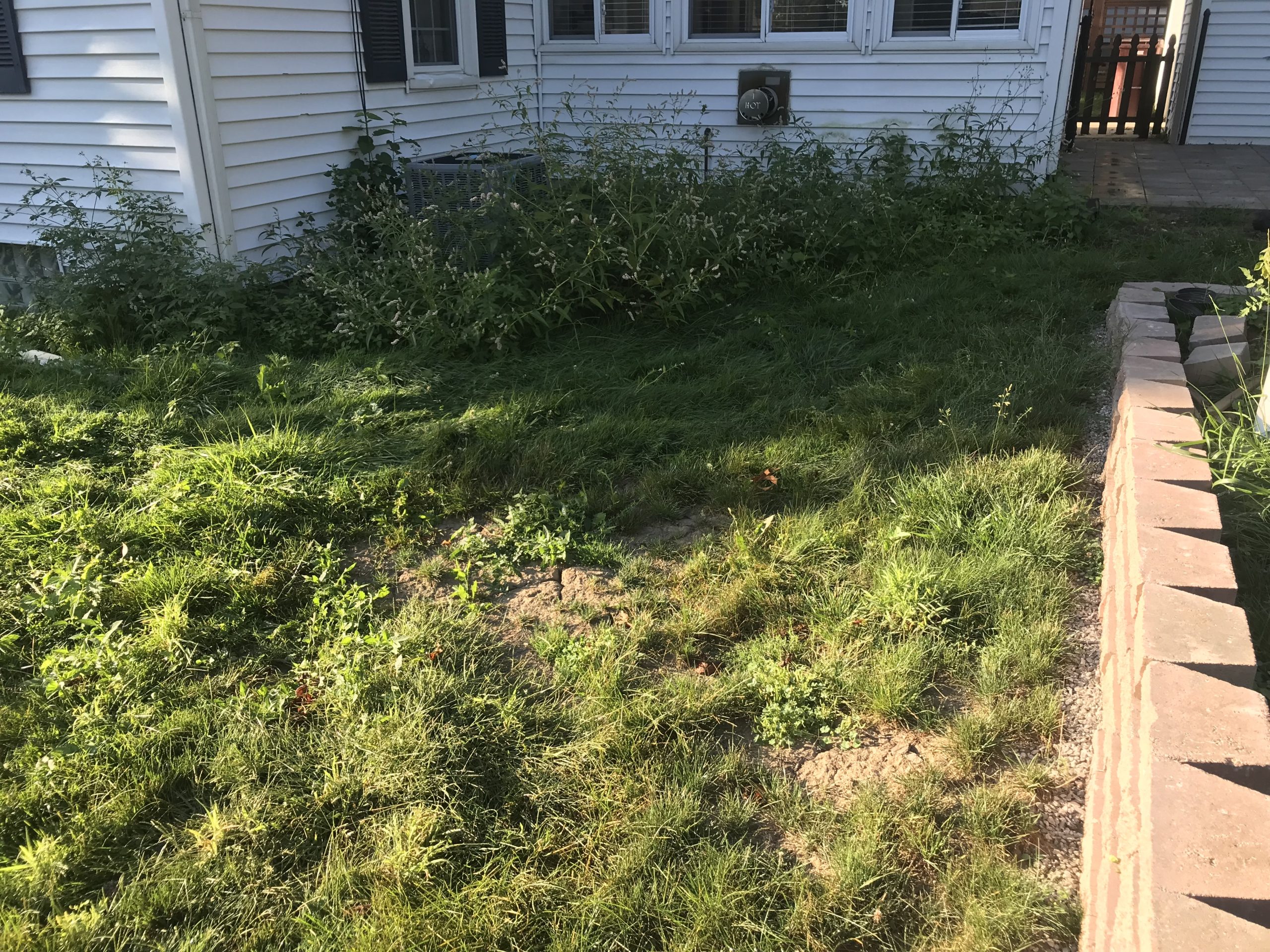 Overgrown lawn before new patio was installed