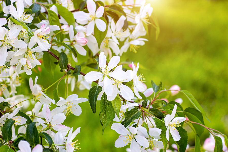 White crabapple tree blossom on green leaves background in the garden in spring.