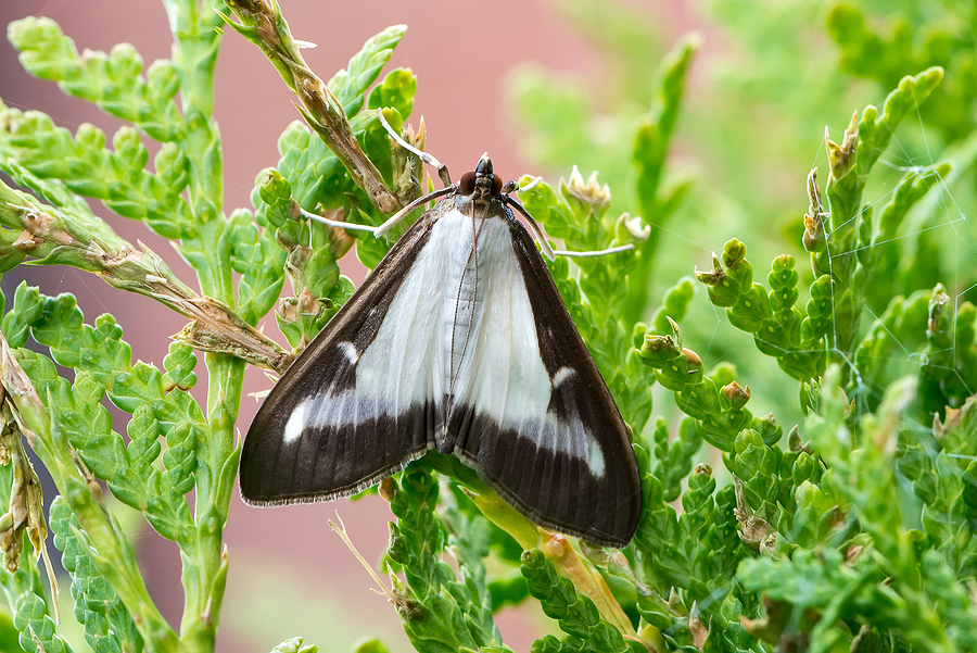 Urgent Update for Ann Arbor Landscape: Box Tree Moth Quarantine and Revised Hemlock Woolly Adelgid Quarantine Post Thumbnail