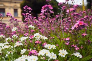 Variety of plants and flowers planted together in one flower bed in a residential lawn.