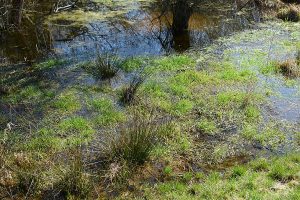 Green grass flooded with water, sunny day.