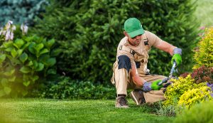 Professional landscaper pruning trees and plants in a residential yard. 