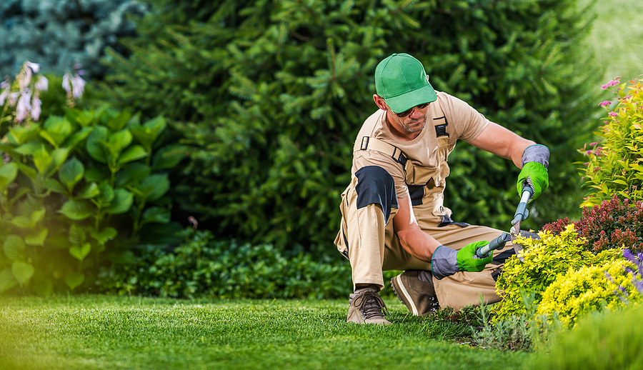 A Guide to Pruning: Evergreens and Oaks Post Thumbnail