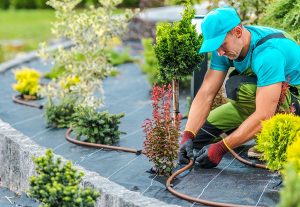 Professional landscaping worker wearing a blue shirt, hat, and gloves adjusting a water line in a residential yard. 