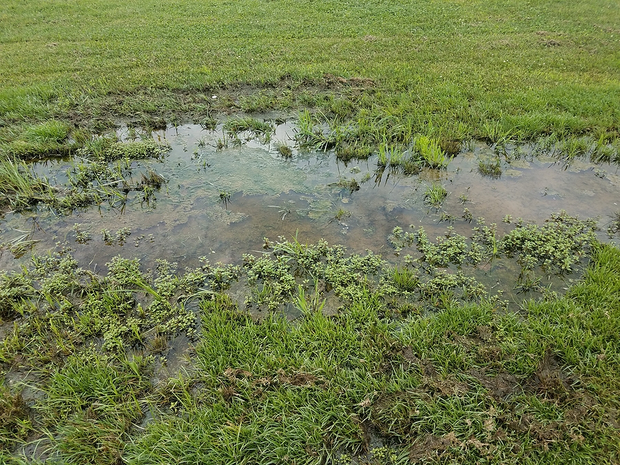 Large puddle on flooded lawn. 