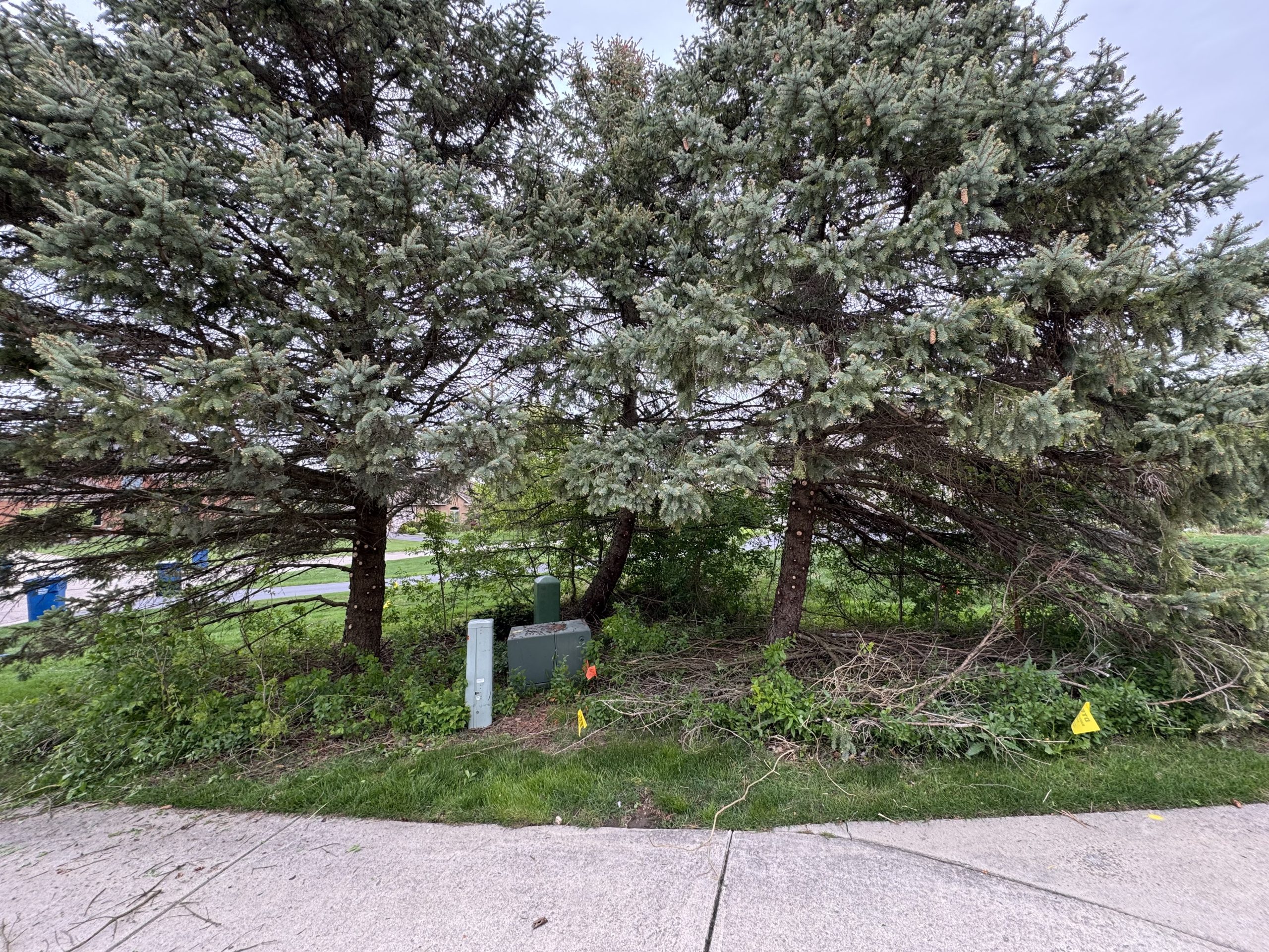 Outdoor area with large trees, grass and pavement that appears to be overgrown. 