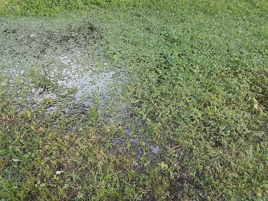 Large water puddle in front yard. 