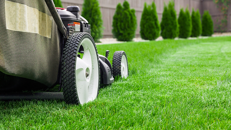How Basic Lawn Care Leaves You Vulnerable Post Thumbnail