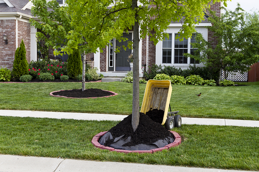 Protect Your Landscape Investment with Proactive Maintenance Post Thumbnail