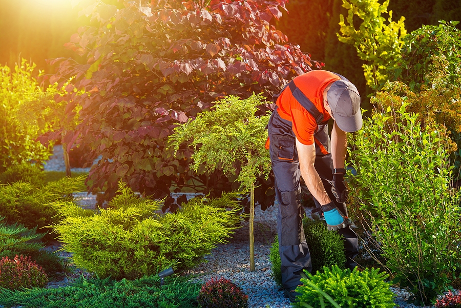 How to Tell When a Shrub Needs More Than a Trim Post Thumbnail
