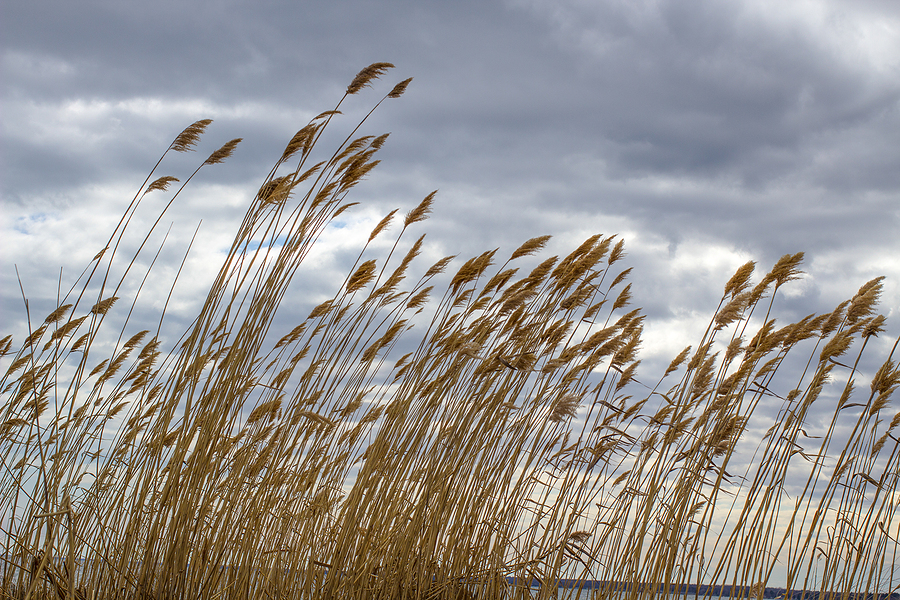 Invasive Phragmites in Michigan: How to Control Its Spread Post Thumbnail